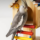 VoaViva Playground – O cantinho dos sonhos para o seu pássaro