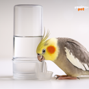 Kit BirdLux Duo – Comedouro + Bebedouro Para Aves Pequeno Porte